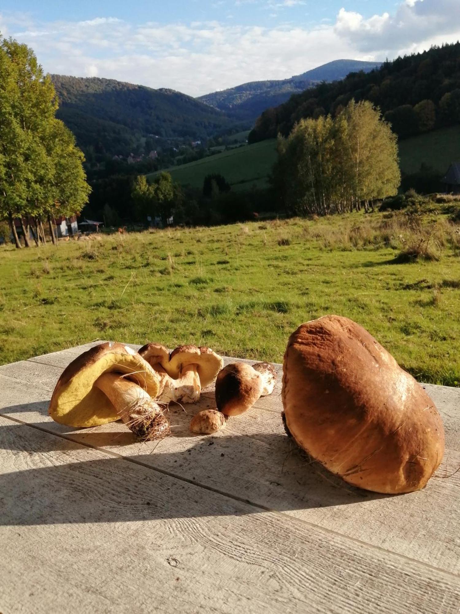 Domek W Gorach Sowich Pieszyce Esterno foto